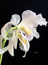 Cattleya mossiae semi-alba 